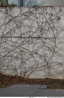 Photo Textures of Wall Overgrown